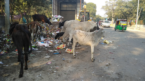 Stray cattle beside waste on an Indian road